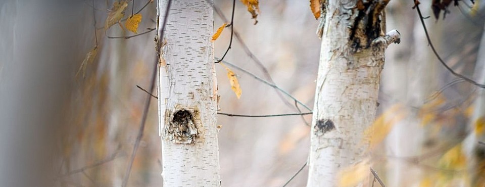 Birch